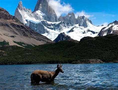 Wildlife and Nature in El Chaltén