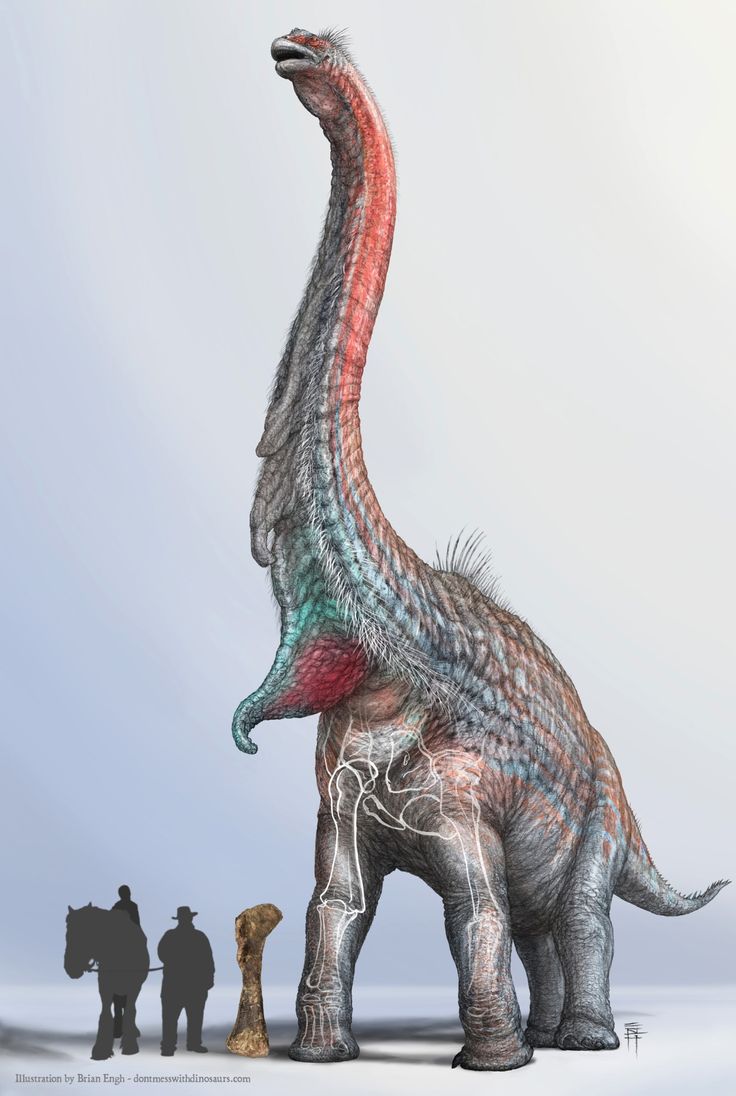 🦖 Sauropod Phylogeny: Saltasaurus 🦕