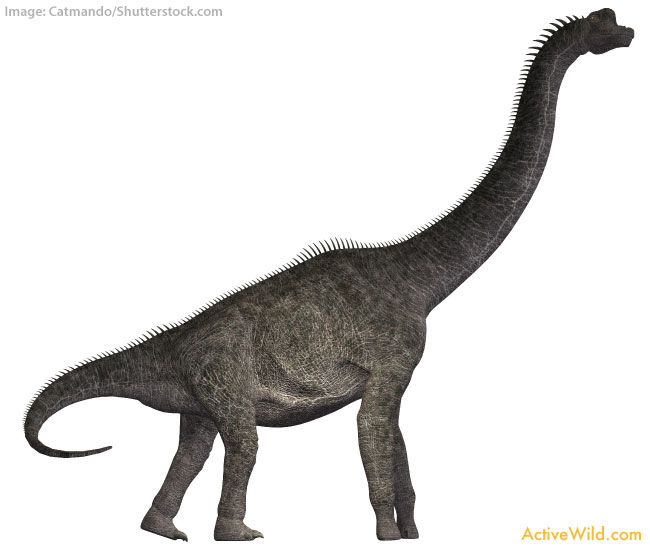 Brachiosaurus - Conclusion
