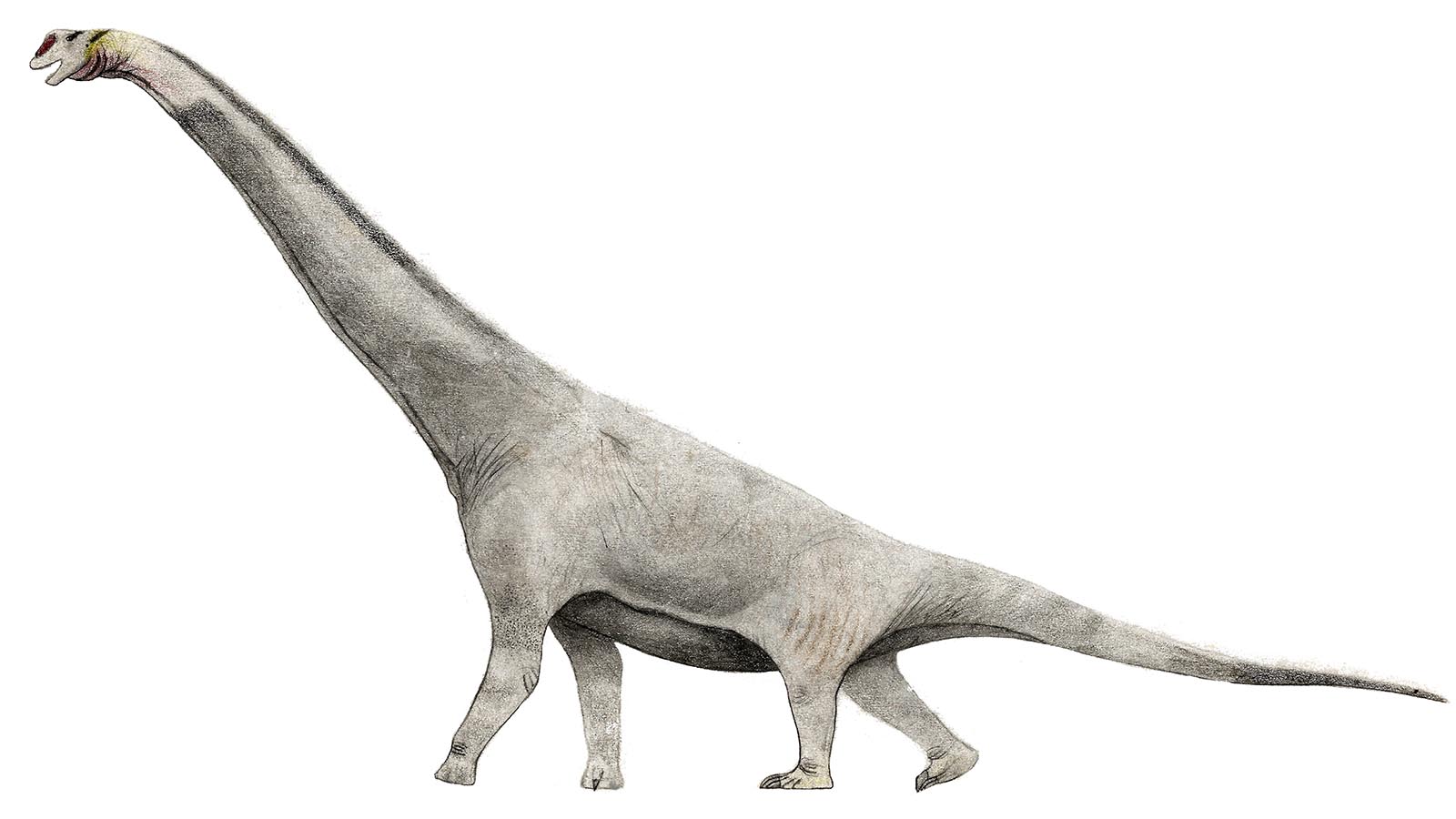 Brachiosaurus - Overview of Brachiosaurus