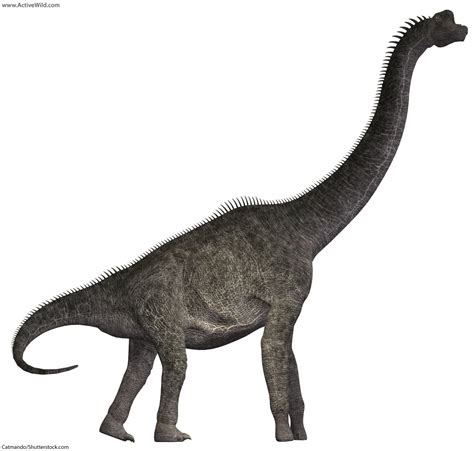 Brachiosaurus