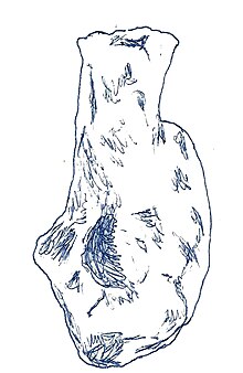Chubutisaurus - Paleontological Significance