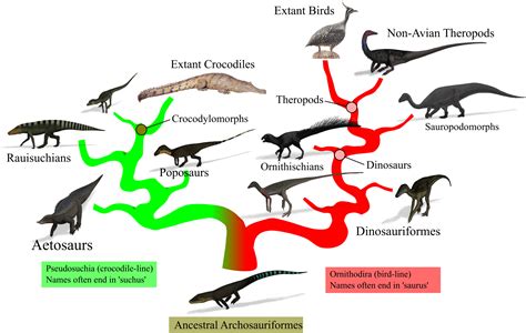 Archosaur Phylogenetic Tree