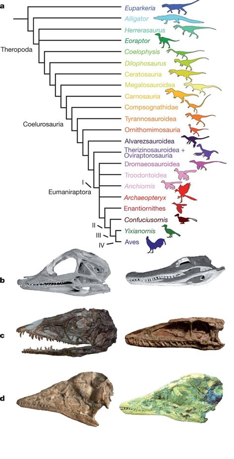 The Origins of Archosaurus Rex