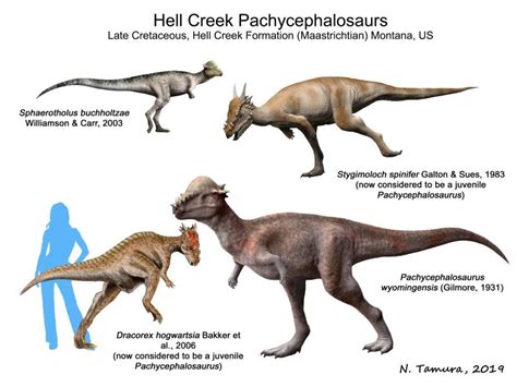 The Pachycephalosaurid Controversy