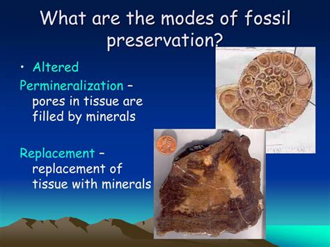 Conservation and Fossil Protection Efforts
