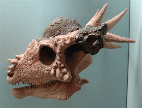 Stygimoloch Discovery and Classification