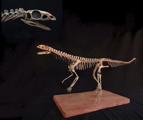 Archosaur Skeleton