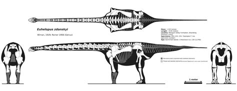 Physical Characteristics and Size