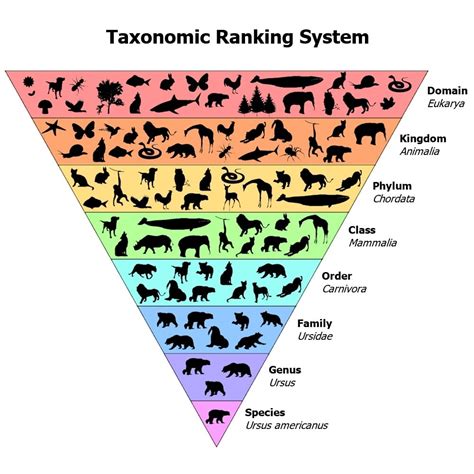 Scientific Classification and Naming