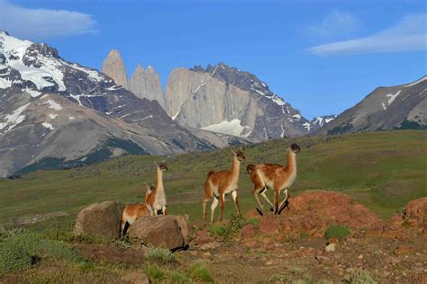 Wildlife and Ecosystems