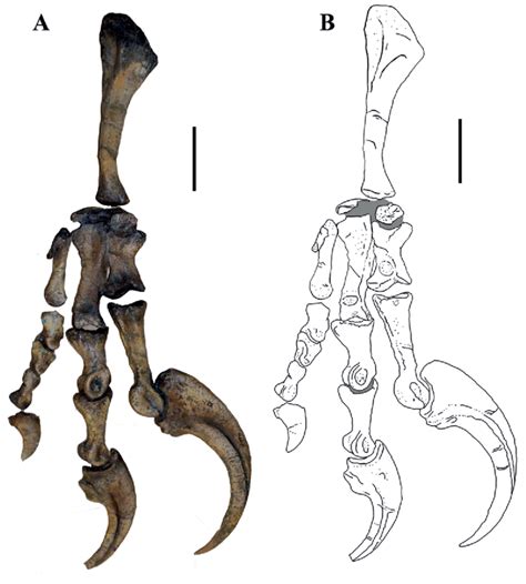 Physical Characteristics and Anatomy
