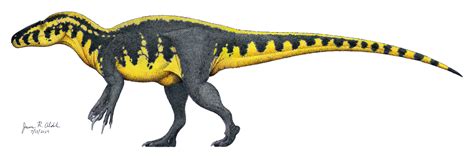 Discovery and Classification of Megaraptor
