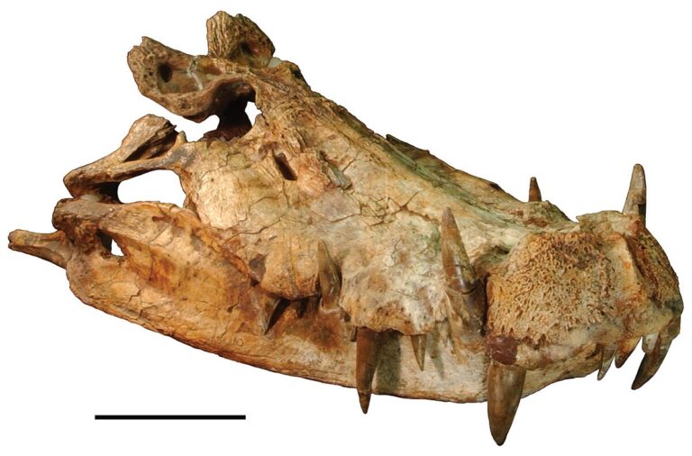 Kaprosuchus: The Ancient Predator 🐊🦖