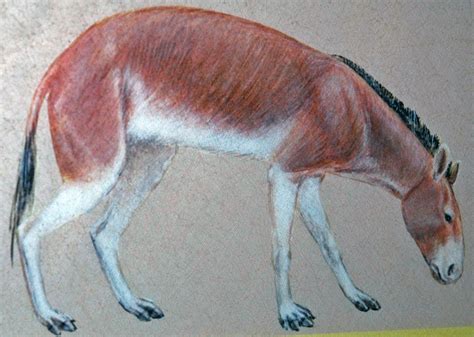 Eohippus/Hyracotherium: The Dawn Horse
