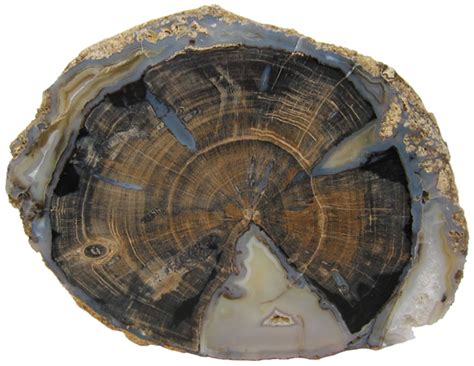 Permineralization and Mineral Replacement