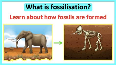 Uncovering and Stabilizing Fossils