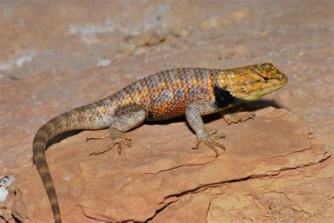 Reptiles (Lizards, Snakes)