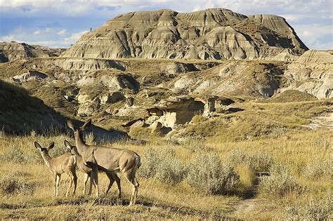 Fauna: Wildlife of the Monument