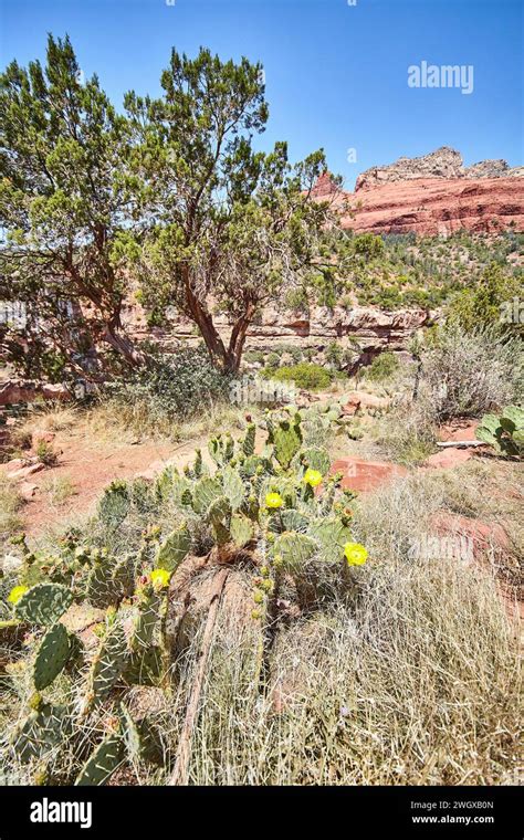 Desert Plants (Cactus, Sagebrush, Juniper)