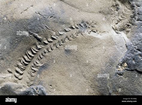 Types of Fossils (Body, Trace, Chemical)