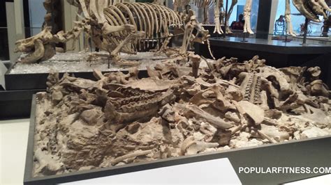 Why So Many Bones? The Sandbar Hypothesis