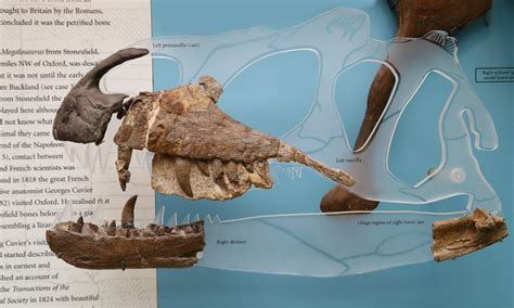Early Discoveries and Naming Dinosauria