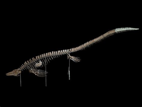 The Mosasaurs: Giant Sea Lizards