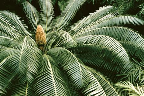 Dominant Plant Types (Conifers, Ferns, Cycads)