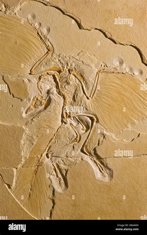 The First True Birds: From Reptiles to Flight