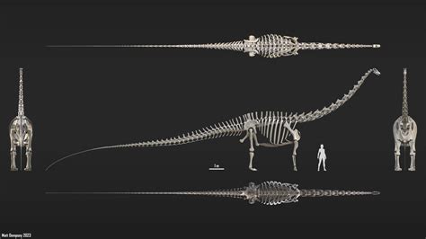 Major Finds (Apatosaurus, Diplodocus, etc.)