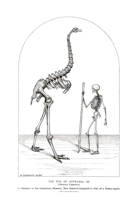 Giants Among Birds: Moas, Rocs, and Terror Birds