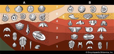Defining and Discovering Fossils: Windows to Ancient Worlds