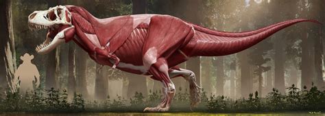 Inferring Appearance: Bones, Muscles, and Skin