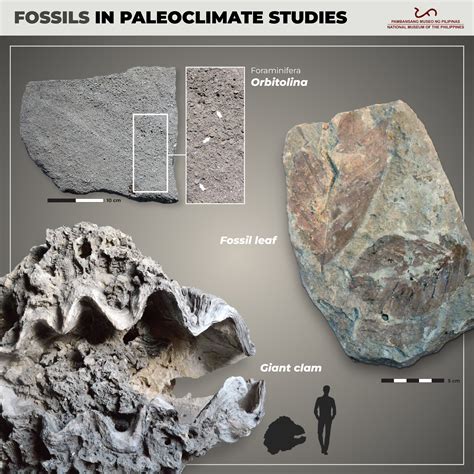 Evidence from Sedimentology and Fossils