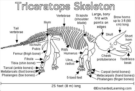 Skeletal Articulation and Posture