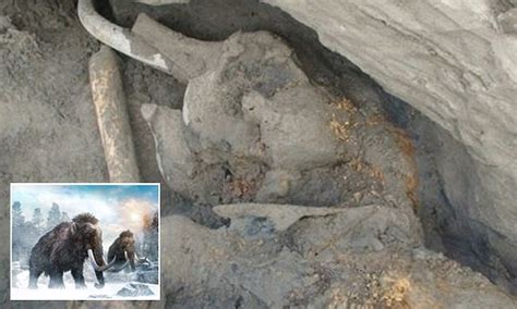 The Woolly Mammoth (Elephas primigenius): Characteristics and Discoveries