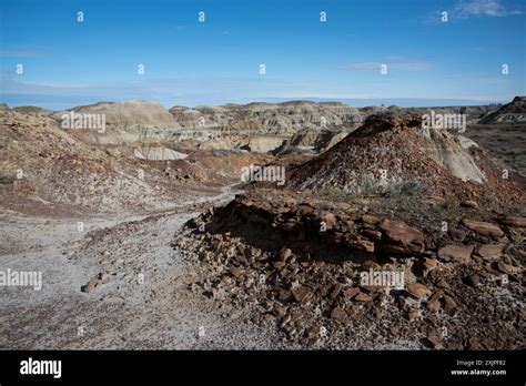 Challenges in Fossil Preservation and Discovery