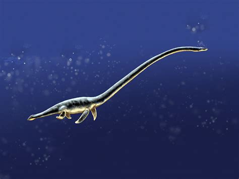 Plesiosaurs and Ichthyosaurs (Brief Mention for context)