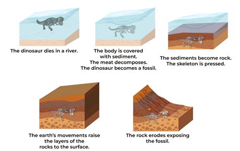 The Process of Fossilization
