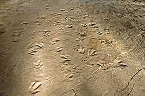 Famous Track Sites (e.g., Connecticut Valley)