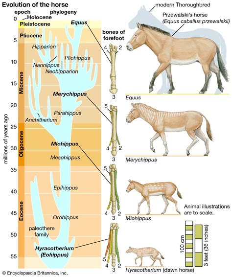 The Epic Journey of the Horse: From Fox-Sized Ancestor to Modern Equus
