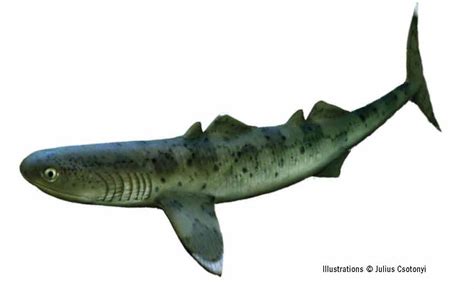 The Rise of Early Sharks (Carboniferous Period)