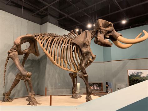 The American Mastodon (Mammut americanum): Habitat and Habits