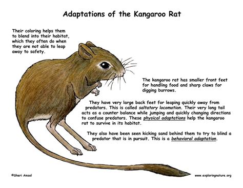 Mammals (Nocturnal, Adaptations like Metabolic Water)