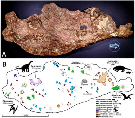 Impressions in Stone: Reading Prehistoric Footprints