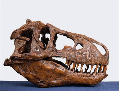 Theropods: The Carnivores (Ceratosaurus, [Add T-Rex for modern relevance])