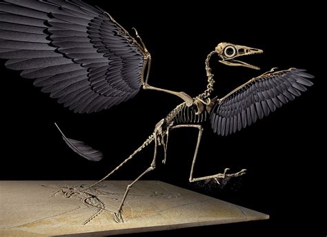 Archæopteryx: The Reptile-Bird Link