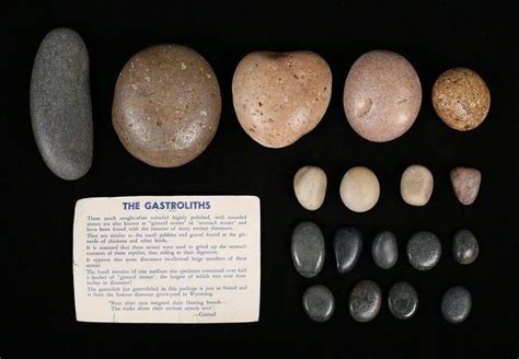 The Mystery of Gizzard Stones (Gastroliths)