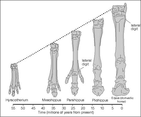 Adapting to the Plains: Changes in Toes and Teeth